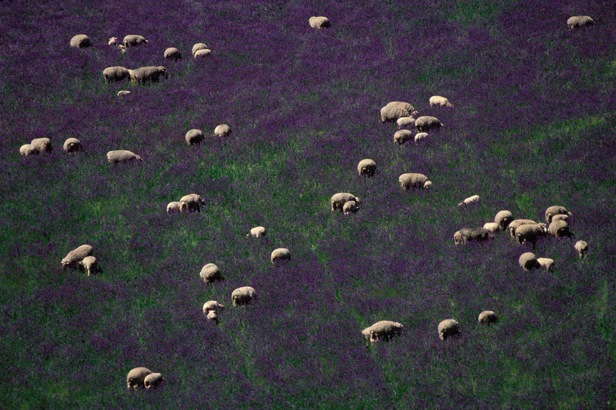 Paterson's Curse, Australia