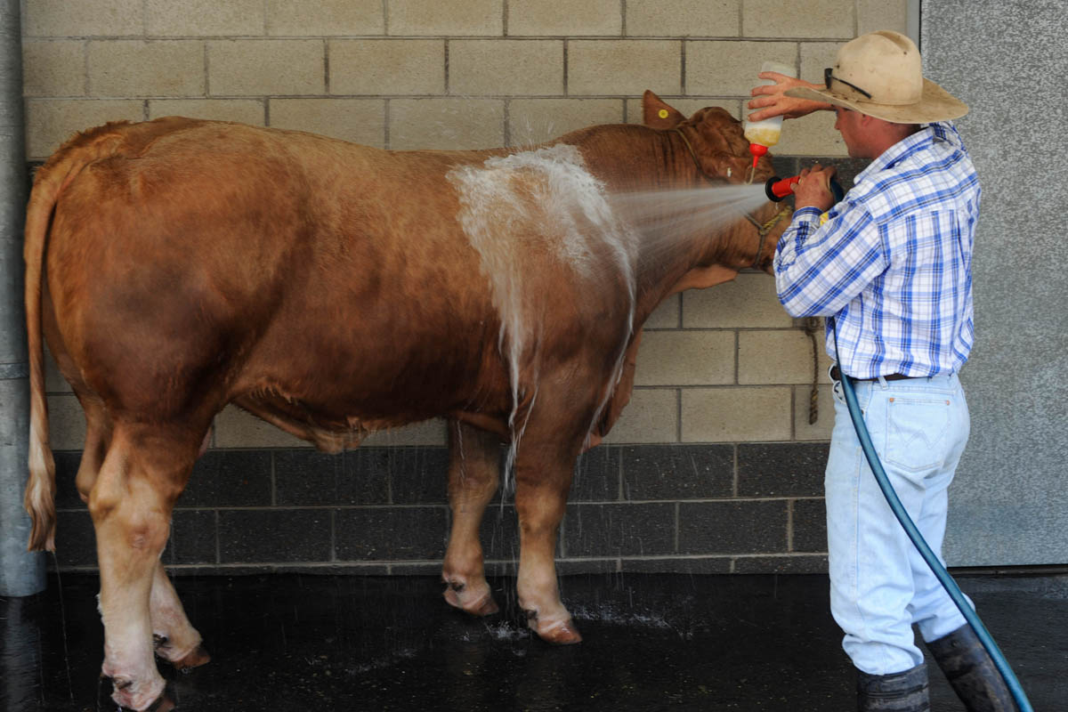 Cattle shampoo