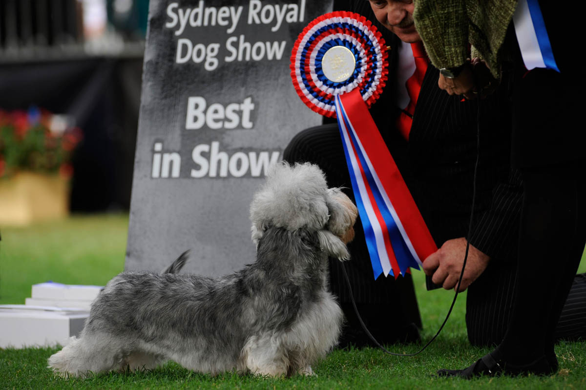 Winner, Best in Show