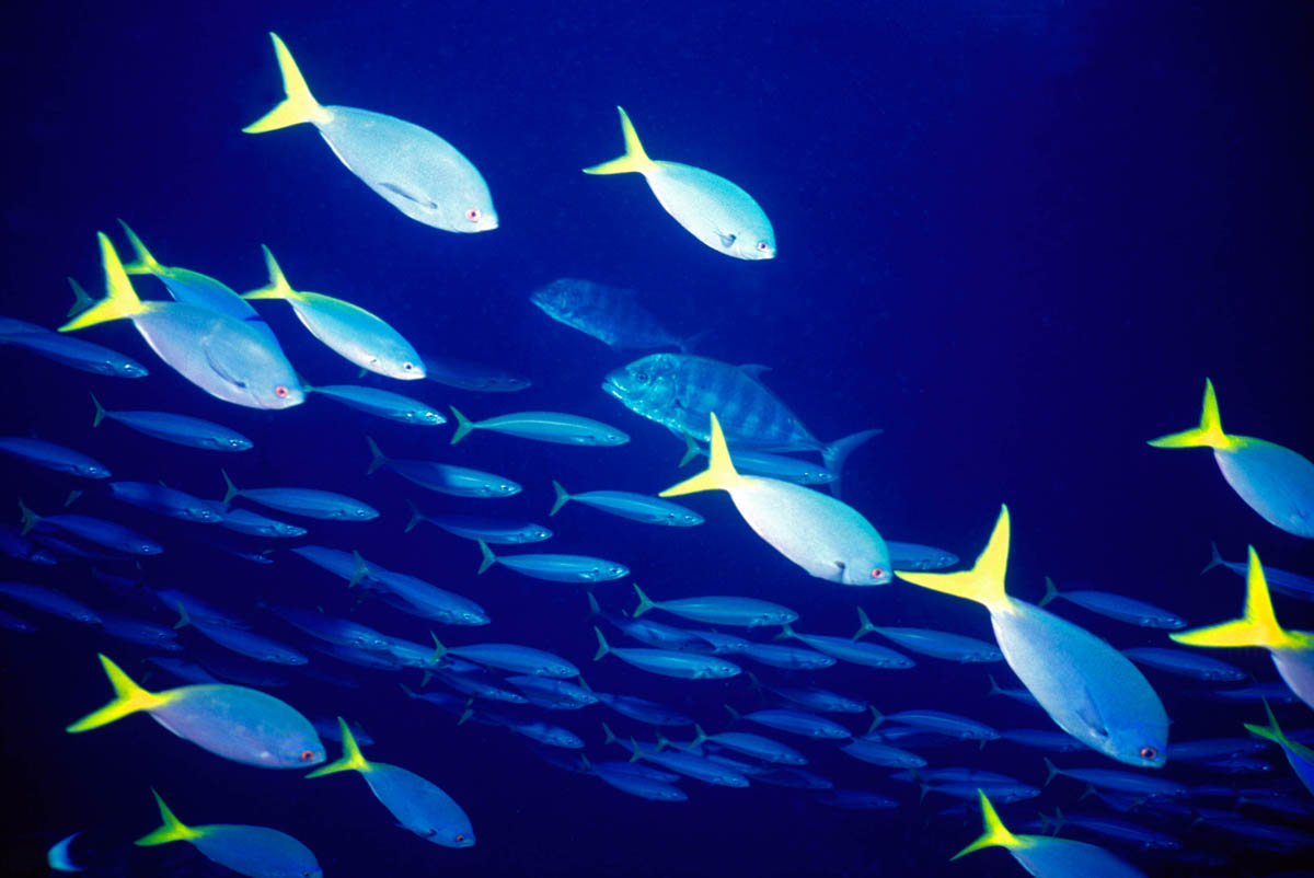 Fusiliers, Caroline Islands, North Pacific