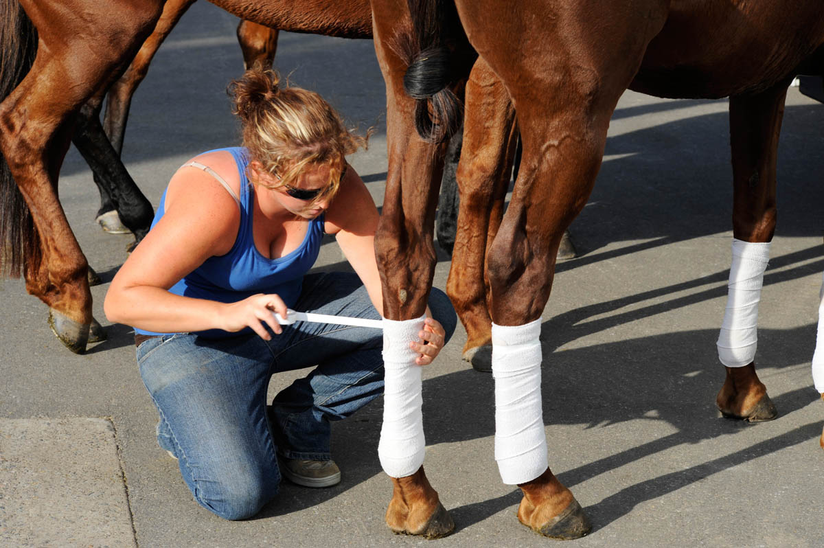 Polo ponies prep.