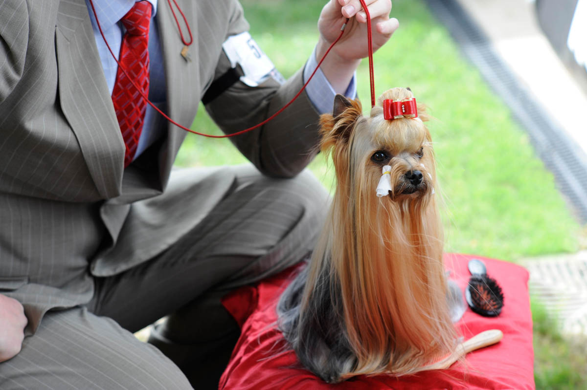 Dog Show contestant