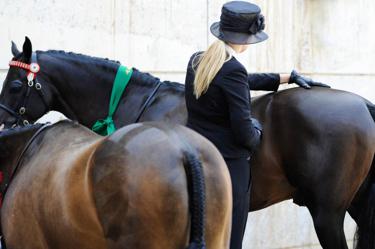 Dressage
