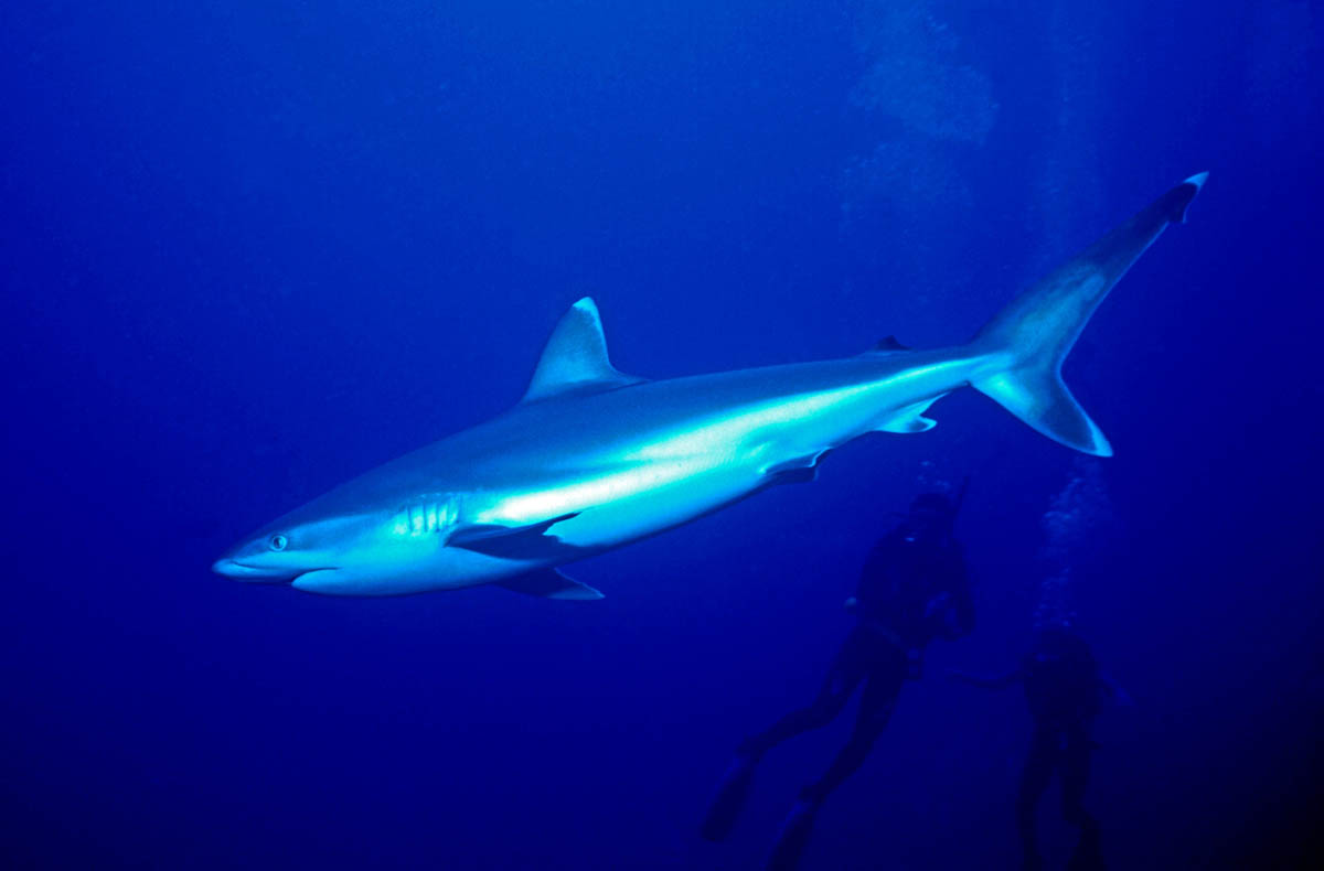 Silver tip reef shark, Kavieng, PNG