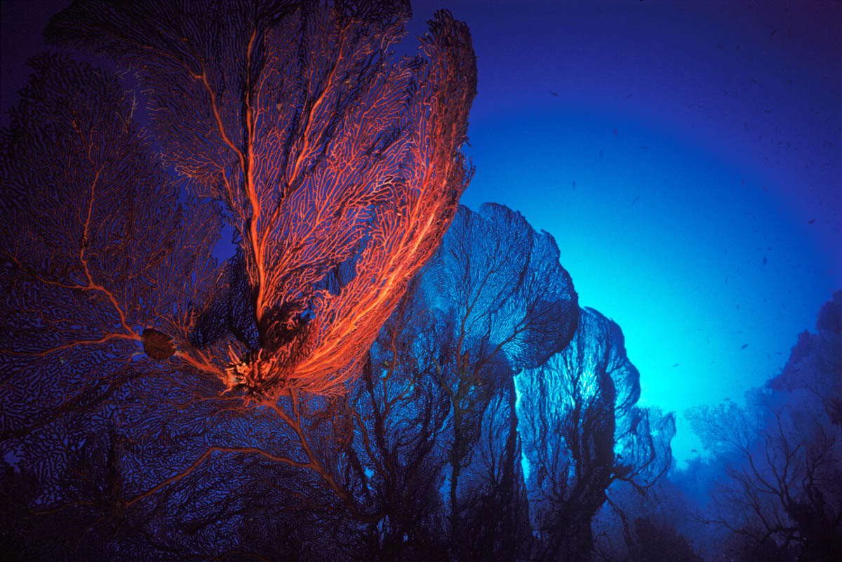 Fan coral, Solomon Islands