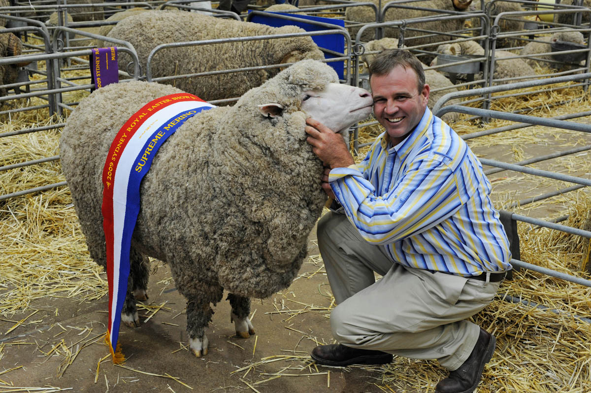 Merino Champion