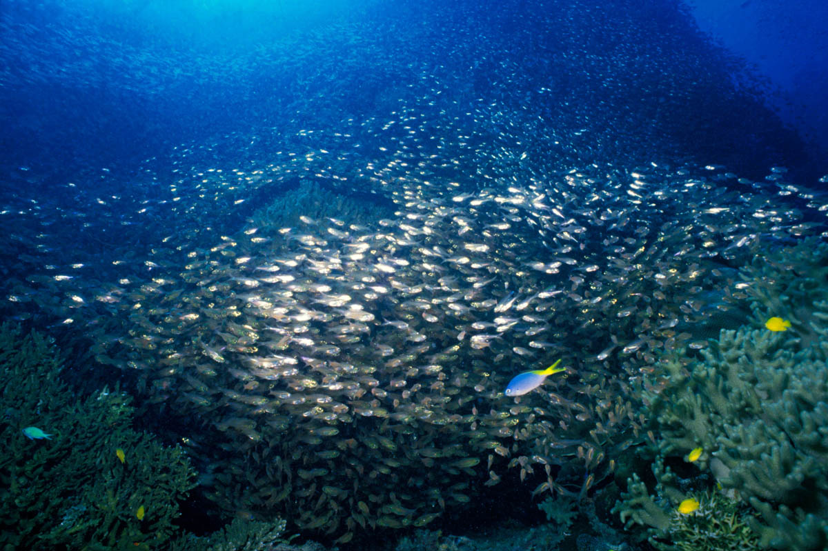 Great Barrier Reef, Australia