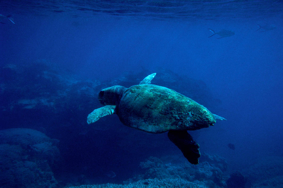 Loggerhead turtle. Heron Island, Australia.