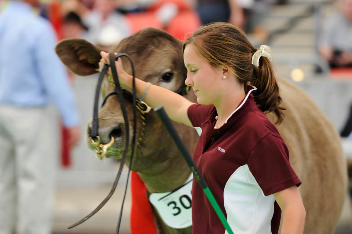 Cattle auctions