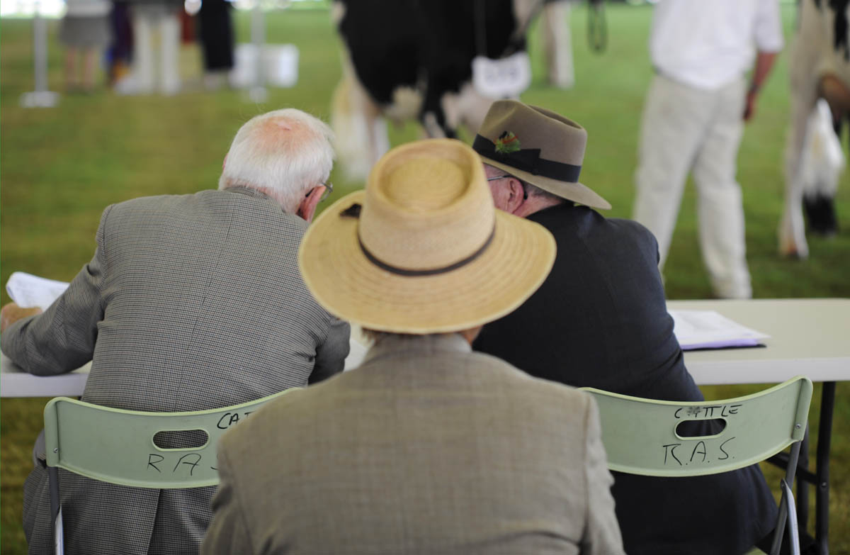 Cattle Judging, Royal Easter Show