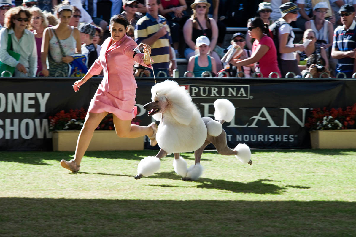 Parading the dogs