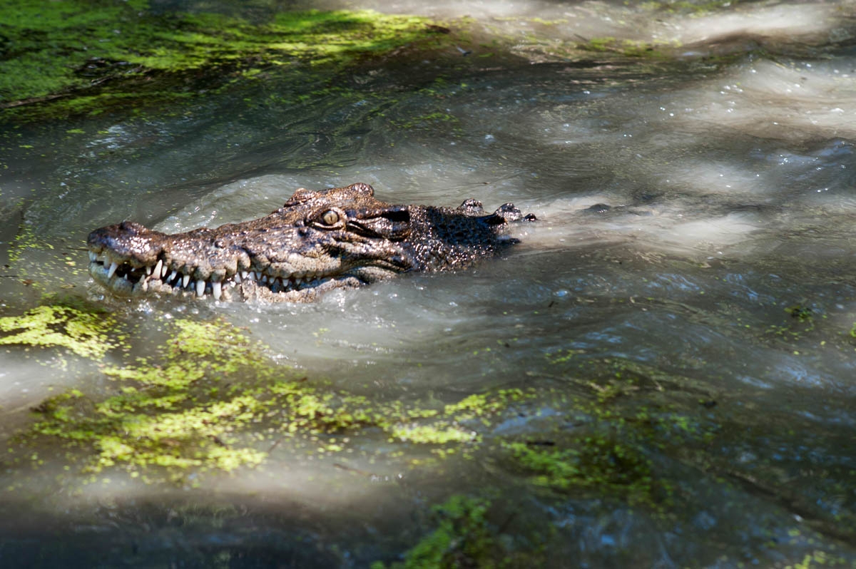 Salt water crocodile, Far North Queensland