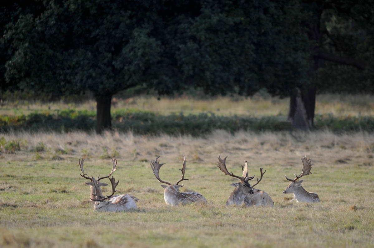 Fallow deer, Richmond Park, London