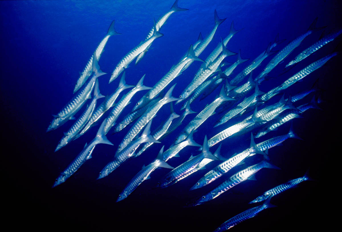 Barracuda, Fiji