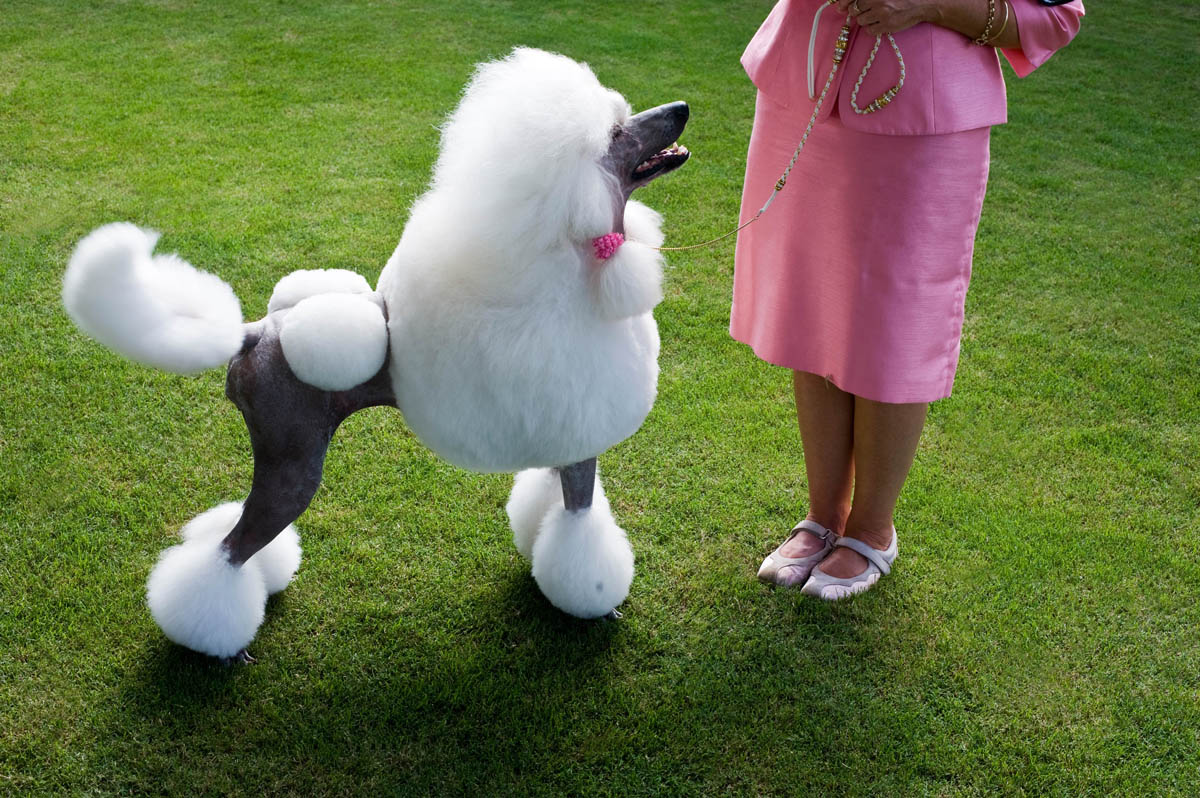 Dog Show