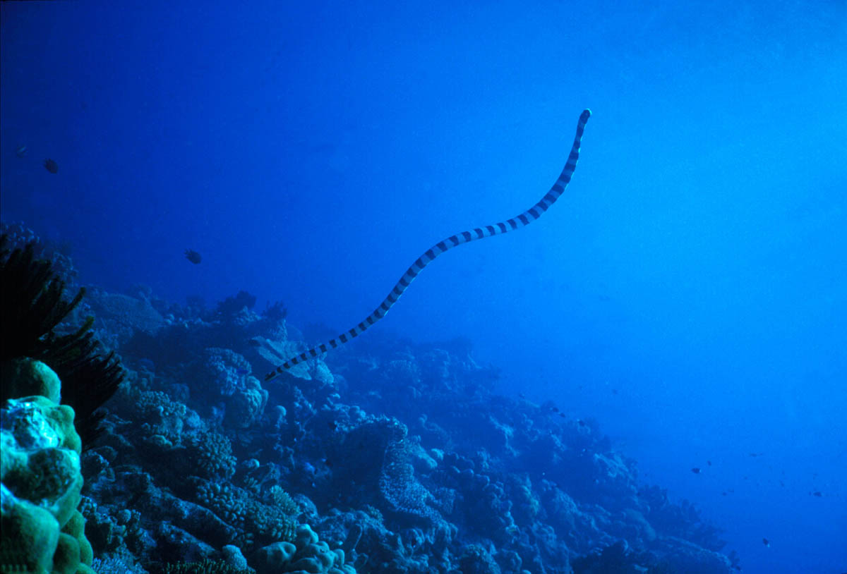 Banded Coral Sea Snake, Solomon Islands